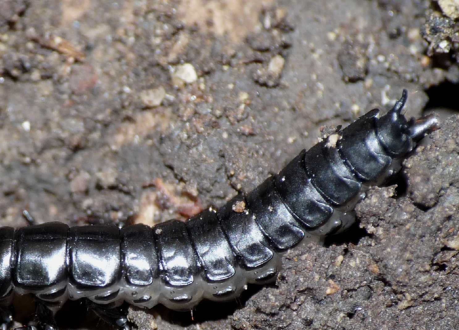 Larva di Carabus sp.
